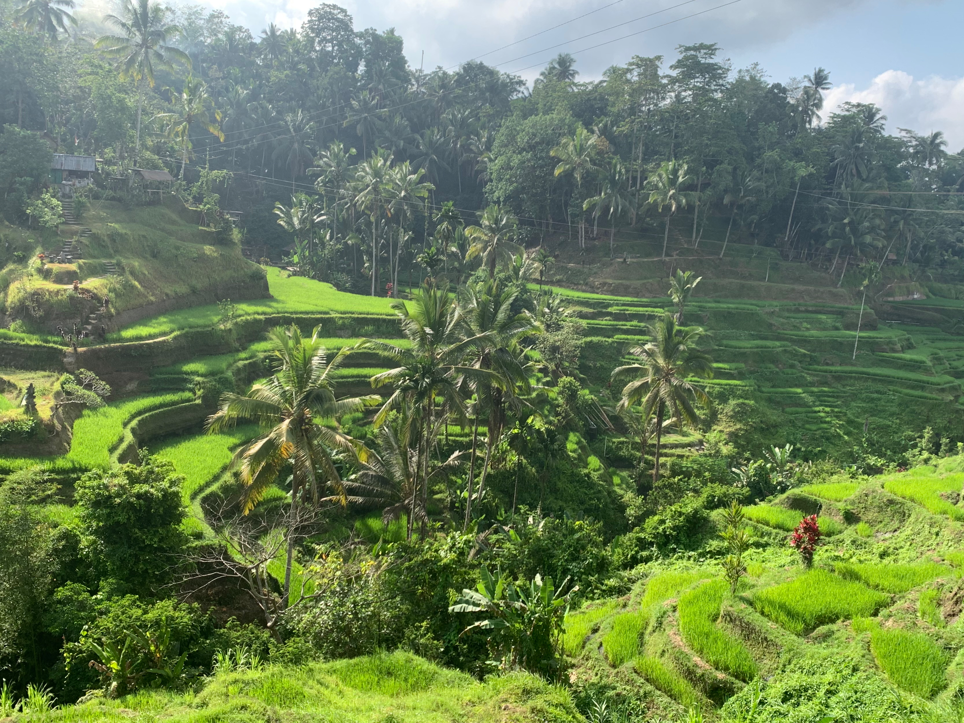 Ubud Waterfall